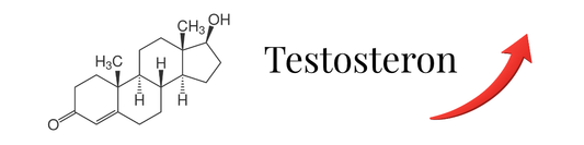 Steigerung testosteron