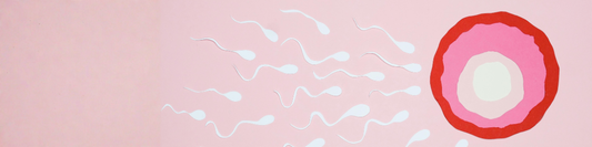 Einfluss von Shilajit auf Spermienproduktion und Ovulation (Tiermodell)